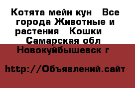 Котята мейн кун - Все города Животные и растения » Кошки   . Самарская обл.,Новокуйбышевск г.